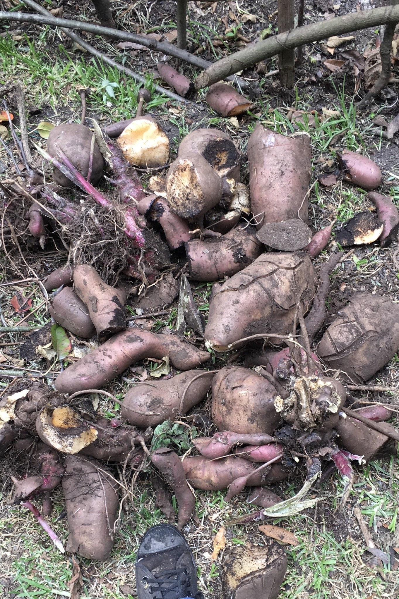 Eine Person steht neben einem Haufen Süßkartoffeln auf grasigem Boden, der mit trockenen Blättern, Zweigen und Holzstöcken übersät ist, wobei im Vordergrund Schuhe zu sehen sind.
