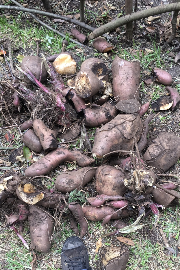 Eine Person steht neben einem Haufen Süßkartoffeln auf grasigem Boden, der mit trockenen Blättern, Zweigen und Holzstöcken übersät ist, wobei im Vordergrund Schuhe zu sehen sind.