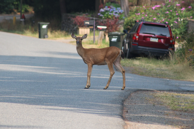 Ein Hirsch überquert eine Straße vor einem Haus, mit einem parkenden Auto auf der rechten Seite und Bäumen, Pflanzen, Blumen und Mülltonnen im Hintergrund.