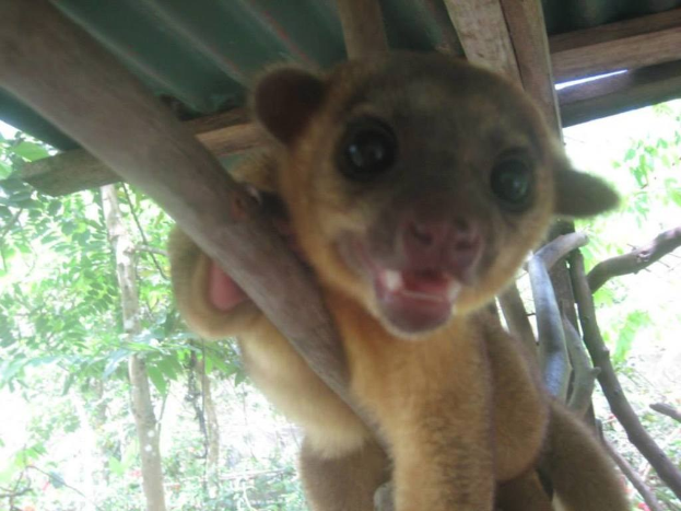 Ein einzelnes Tier steht zentral mit Bäumen im Hintergrund und einem Schutzraum darüber.