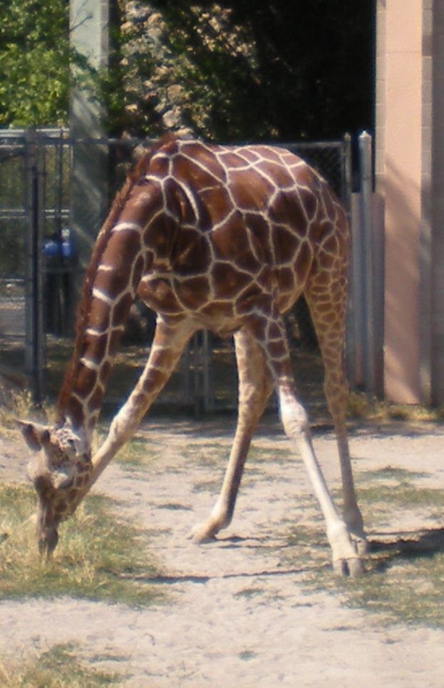 Eine Giraffe steht und frisst Gras auf dem Boden, mit einem Zaun, einem Pfahl und Bäumen im Hintergrund.