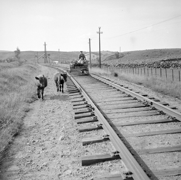 Zwei schwarz-weiße Kühe gehen auf Bahngleisen mit einer Person auf einem Fahrzeug im Vordergrund, Gras und ein Zaun auf beiden Seiten und Häusern, Bäumen und Polen im Hintergrund.