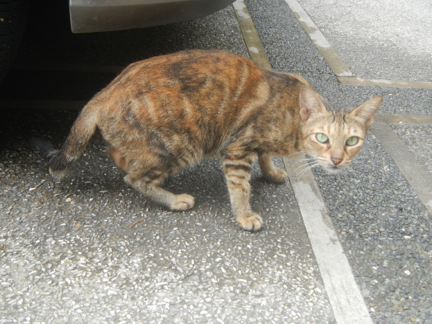 Eine Katze überquert einen Parkplatz neben einem Auto, wobei das Auto oben im Bild zu sehen ist.
