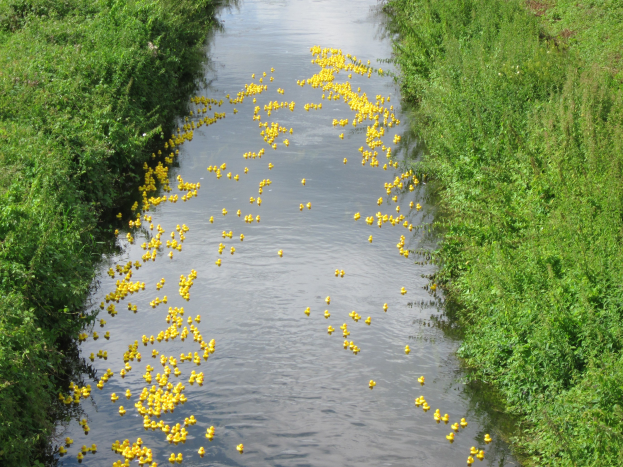Ein Fluss mit zahlreichen gelben Gummientchen, die darin schwimmen, gesäumt von dichtem grünen Gras auf beiden Seiten.