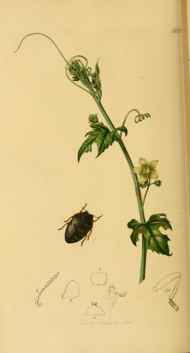 Offenes Buch mit dem Titel "Die Naturgeschichte von Pflanzen und Insekten" zeigt eine detaillierte Illustration eines Käfers, umgeben von gedruckten Bildern von Pflanzen und Blumen.