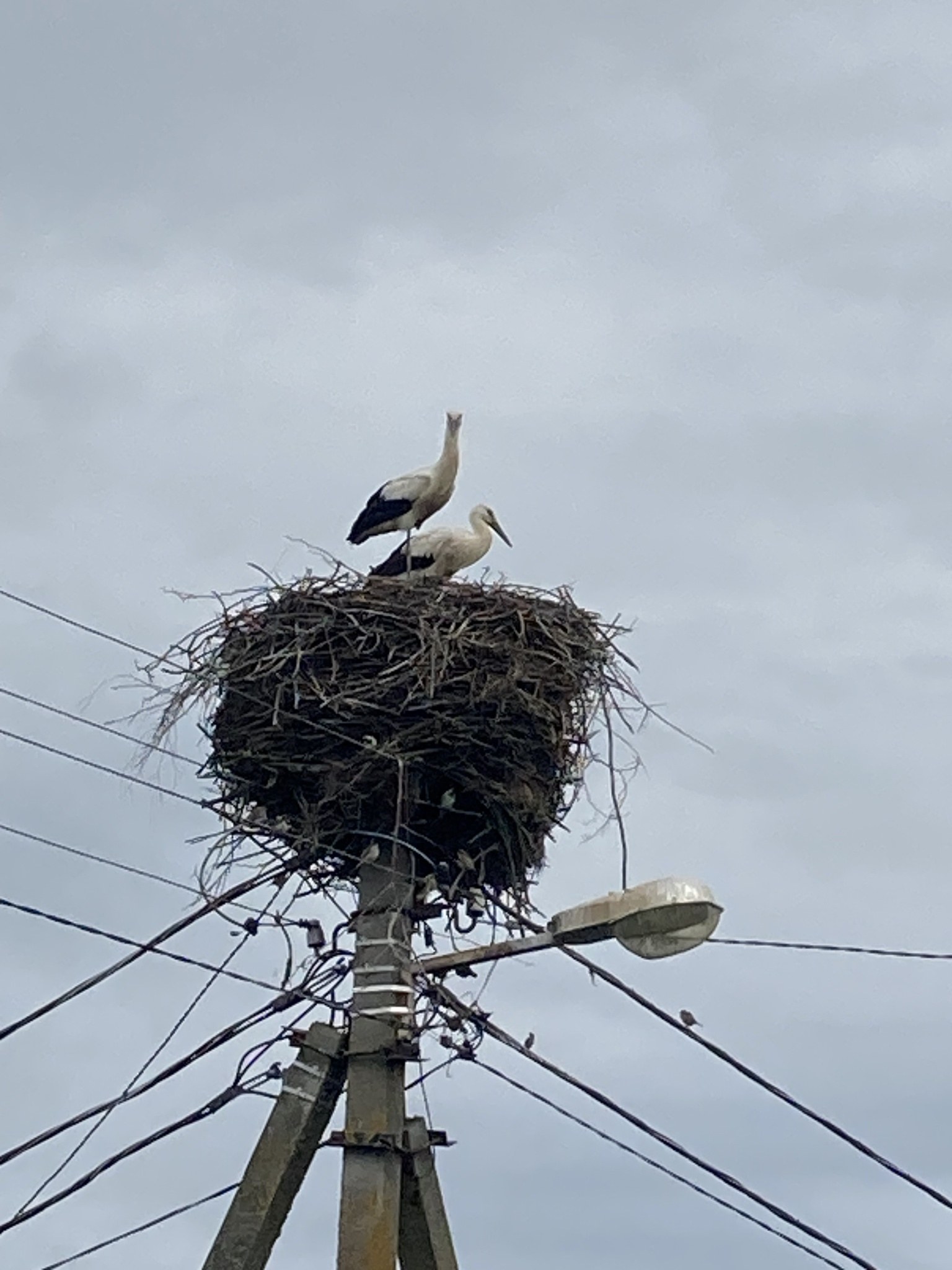 Zwei Weißstörche auf einem Nest auf einer Strommast, mit einer Straßenlaterne, die sie beleuchtet und Drähte, die entlang des Mastes verlaufen.