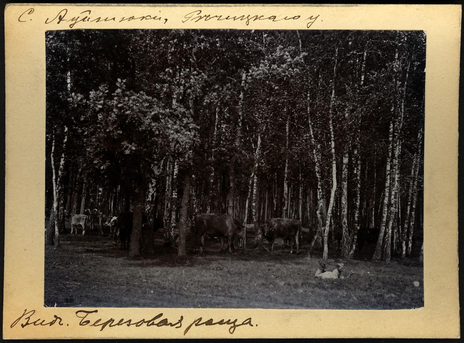 Schwarzes und weißes Foto einer Herde von Kühen, die zwischen Bäumen auf einer bewaldeten Fläche grasen, mit Text am unteren Rand.