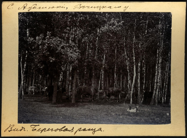 Schwarzes und weißes Foto einer Herde von Kühen, die zwischen Bäumen auf einer bewaldeten Fläche grasen, mit Text am unteren Rand.